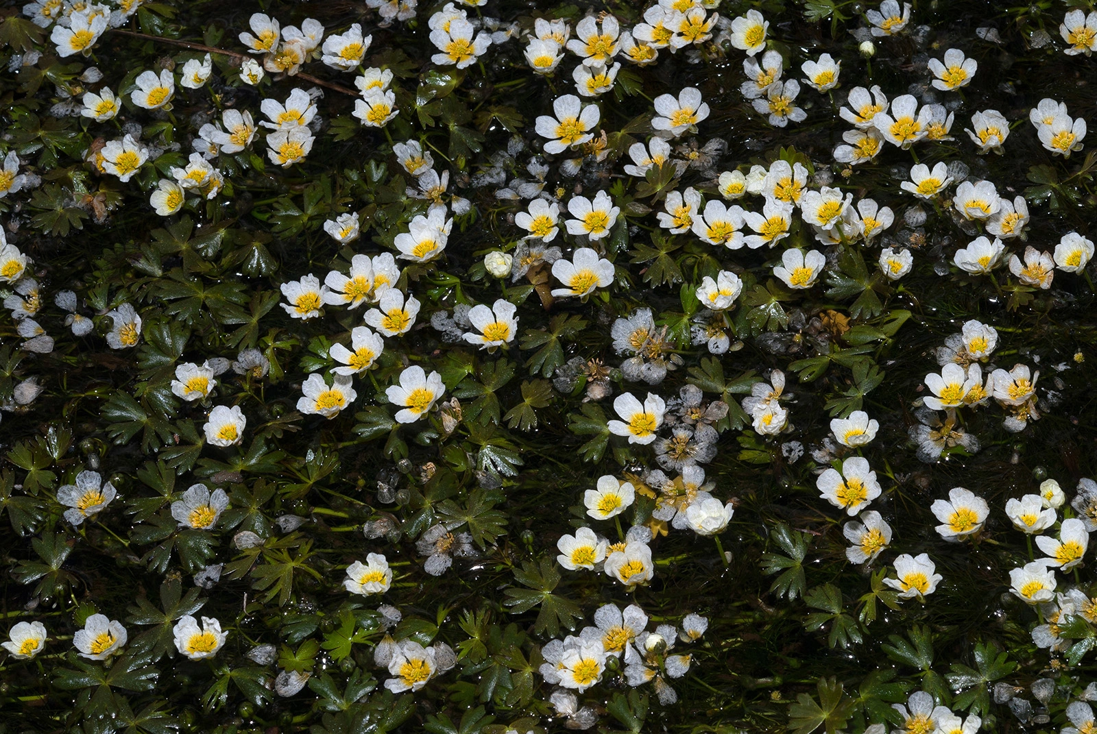 Photo Maurizio Broglio - Ranunculus peltatus